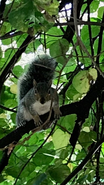 Squirrel Hyde Park London.